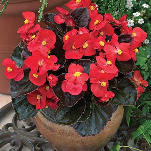 imagem de begonia