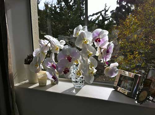 orquidea proxima da janela do quarto