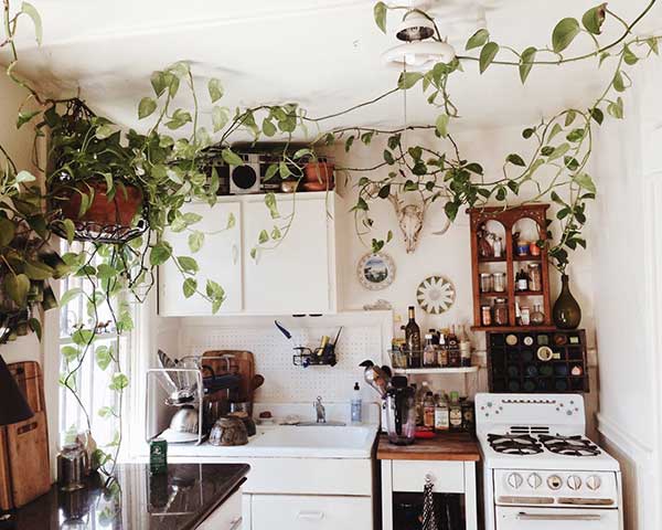 cozinha boho plantas essa aqui apresenta um arranjo bem interessante das plantas, que se espraiam por toda a cozinha