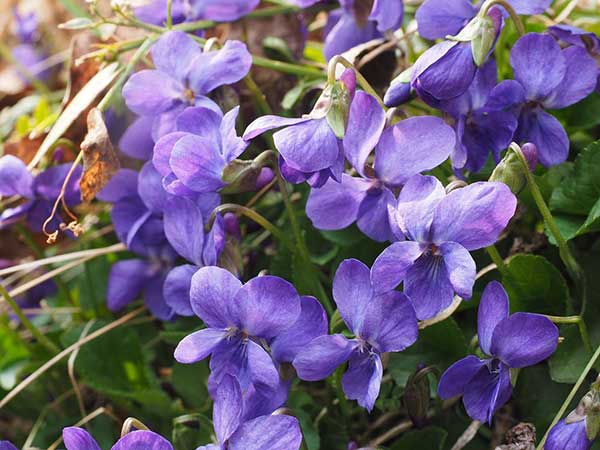Violetas Violetas