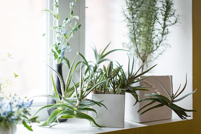 Plantas resistentes ao frio para sala de estar 1