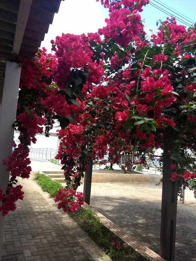 Com Primavera 1 1 Uma flor que adiciona cor ao seu jardim.