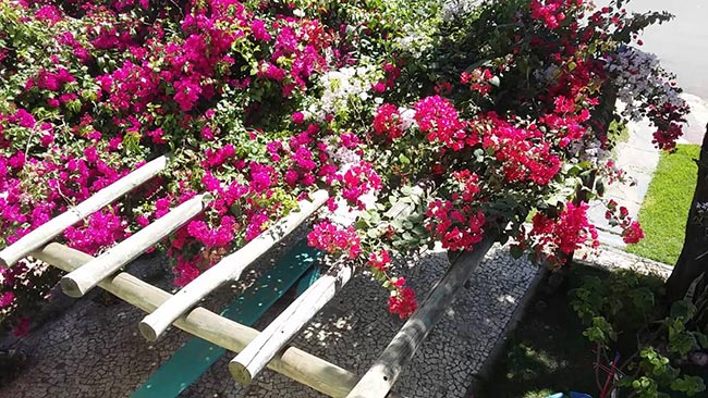 Com Primavera 2 Pergolado de madeira de eucalipto com primavera.