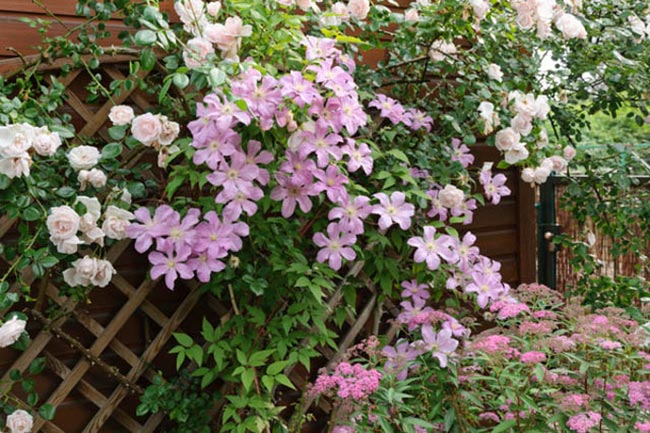 com Orquideas 2 com Orquideas 2