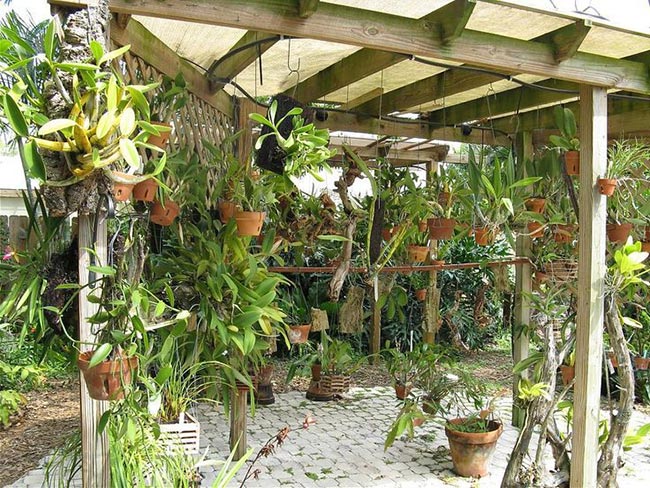 com Orquideas com Orquideas