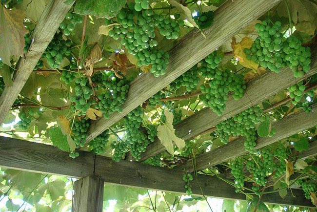 com uvas 1 Modelo com uva verde.