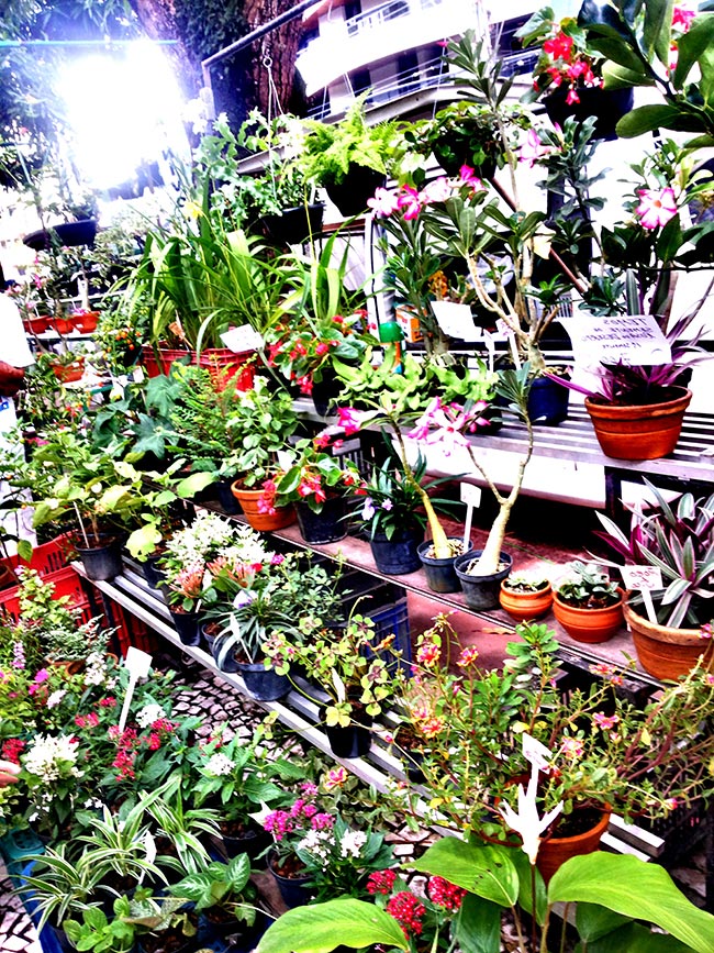 Ideias de Slogan para Floricultura