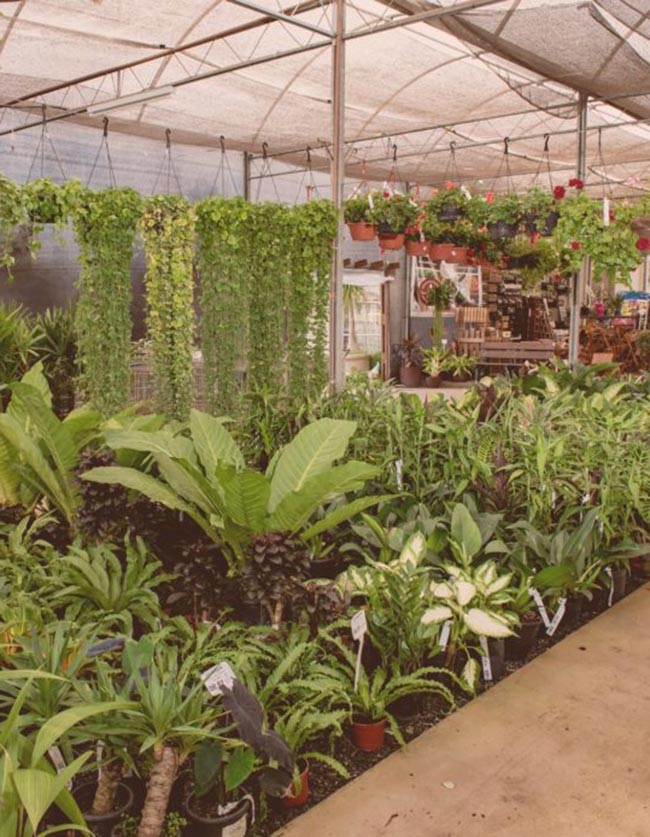 Como Escolher um Nome para Floricultura?