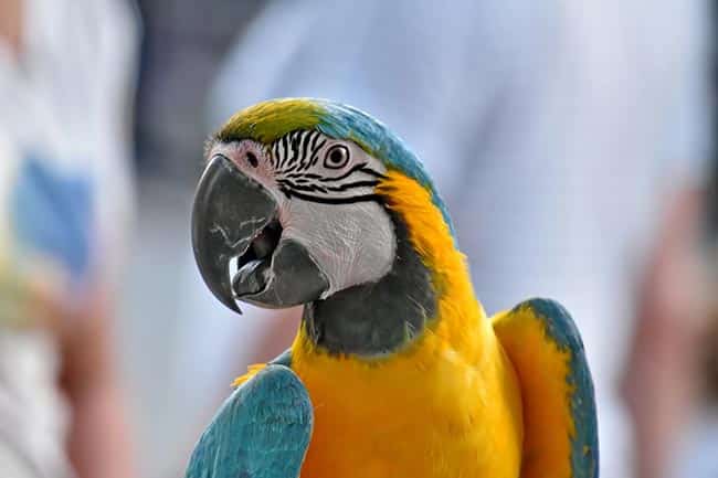 Arara de estimacao Arara de estimacao