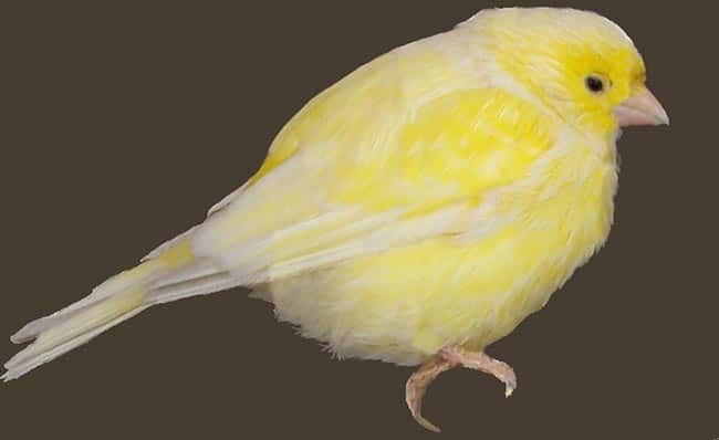 Canarios