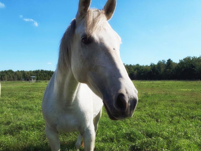 Cavalos Brancos