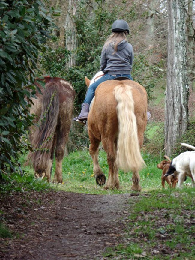 Cavalos Caramelos