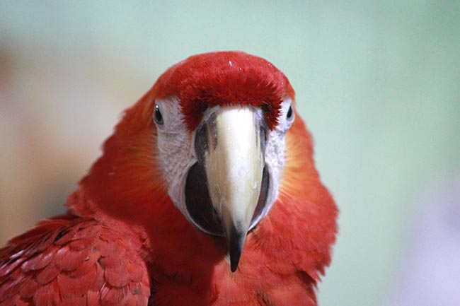 Passarinho Vermelho