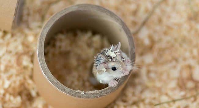 como fazer casinha artesanal para hamster como fazer casinha artesanal para hamster