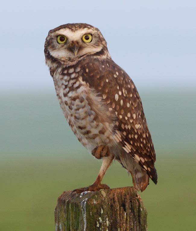 coruja