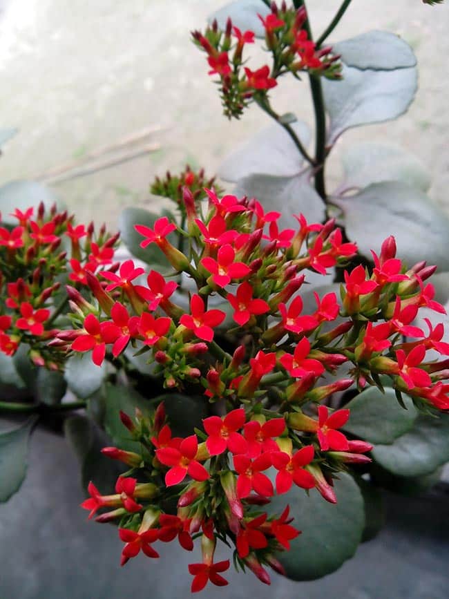 dicas de flores vermelhas