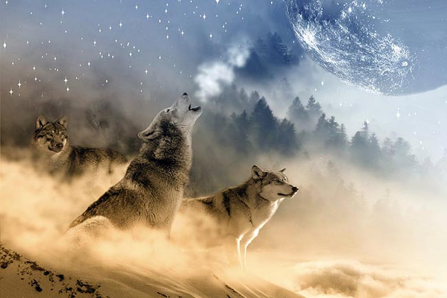 dicas de nomes para lobos 0