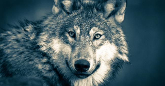 dicas de nomes para lobos