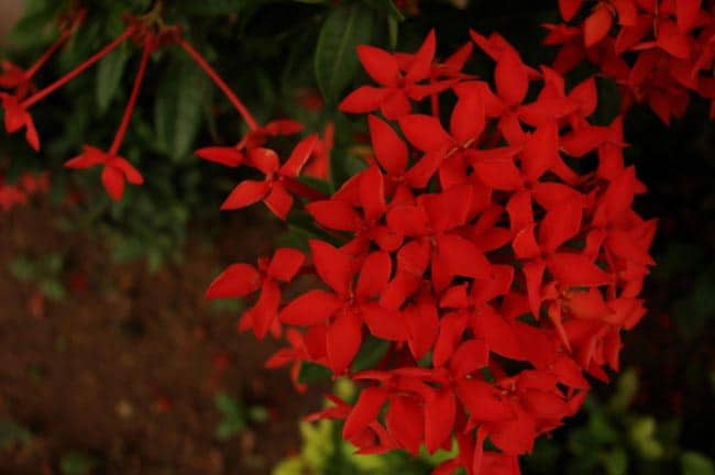 imagens de flores vermelhas 1