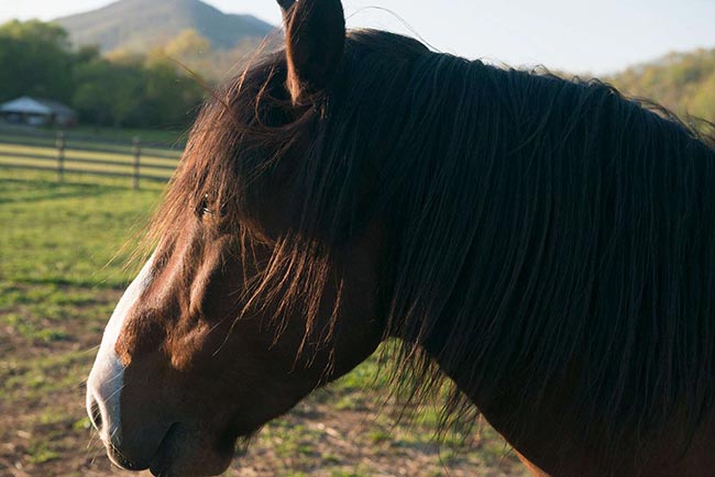 inspiracao de nomes para cavalos