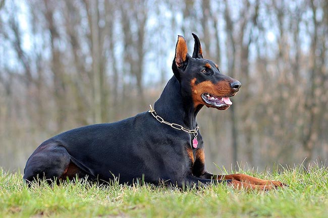 nomes para Cachorro Doberman 1 nomes para Cachorro Doberman 1