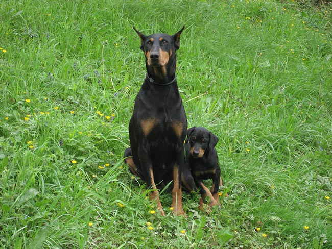 nomes para Cachorro Doberman nomes para Cachorro Doberman