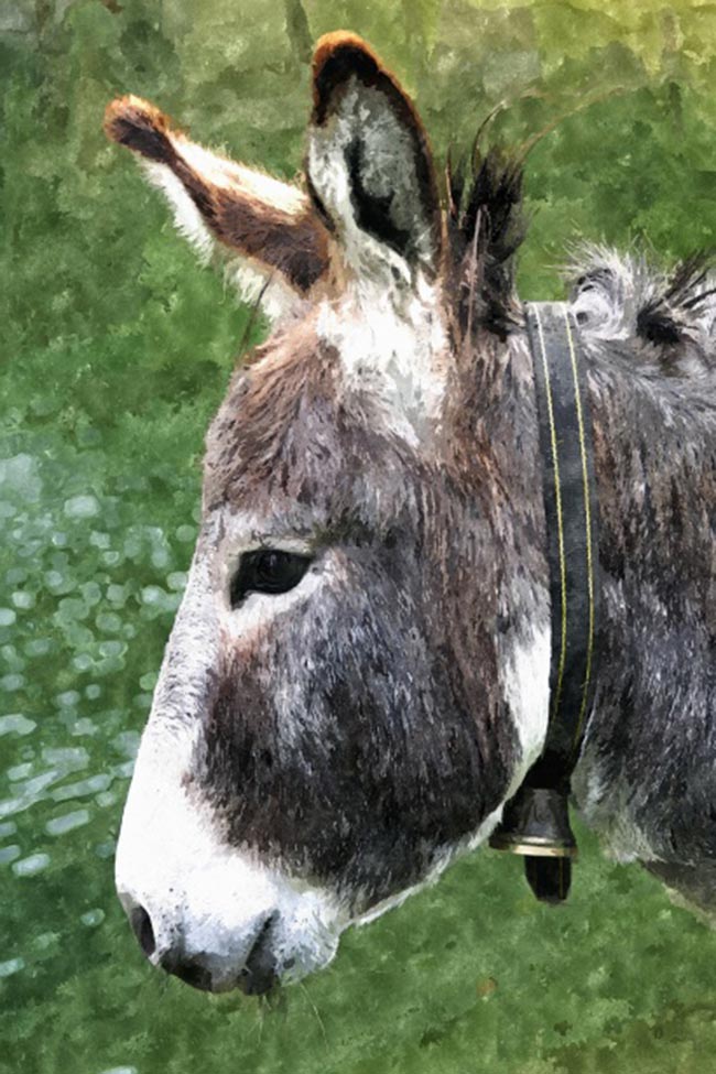 nomes para burro gratis nomes para burro gratis