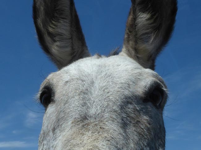 nomes para burro nomes para burro