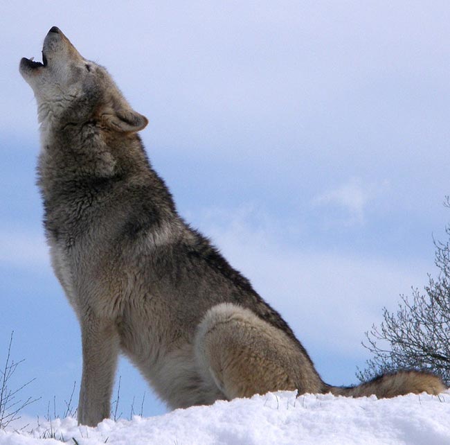 nomes para lobos 1 2