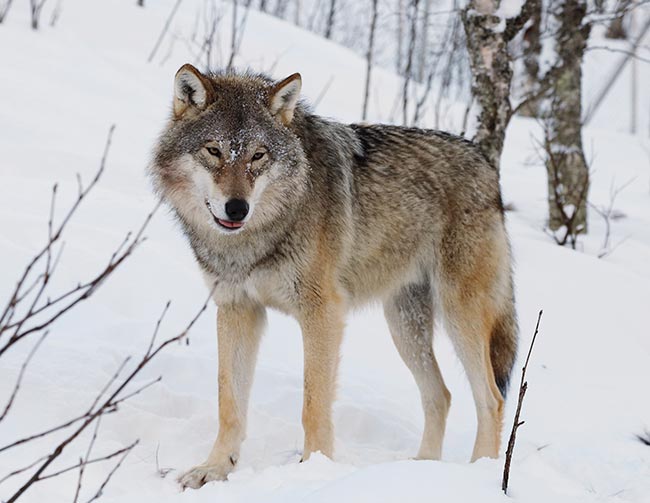 nomes para lobos 3