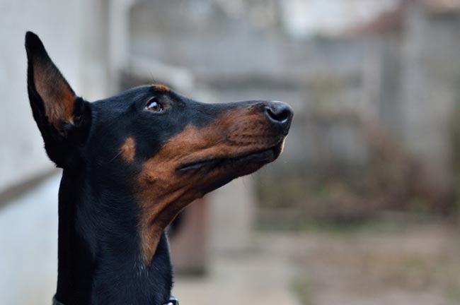 nomes para pets 7 nomes para pets 7