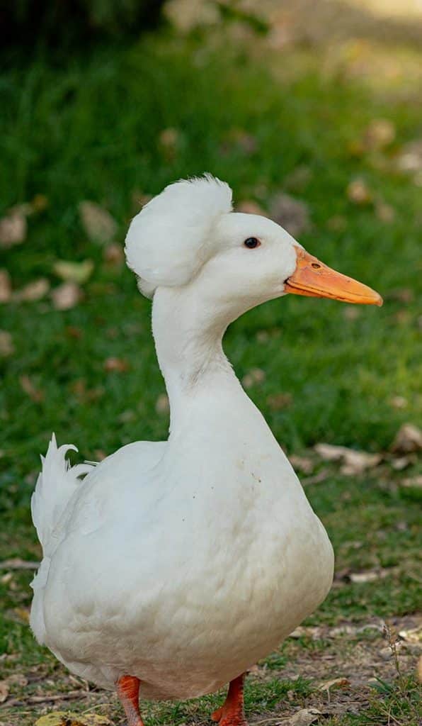 pato