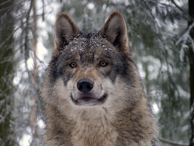 sugestoes de nomes para lobos 2