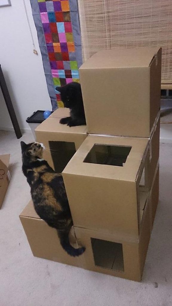 Casinha para Gato usando caixa de Papelao 2 Casinha para Gato usando caixa de Papelao 2
