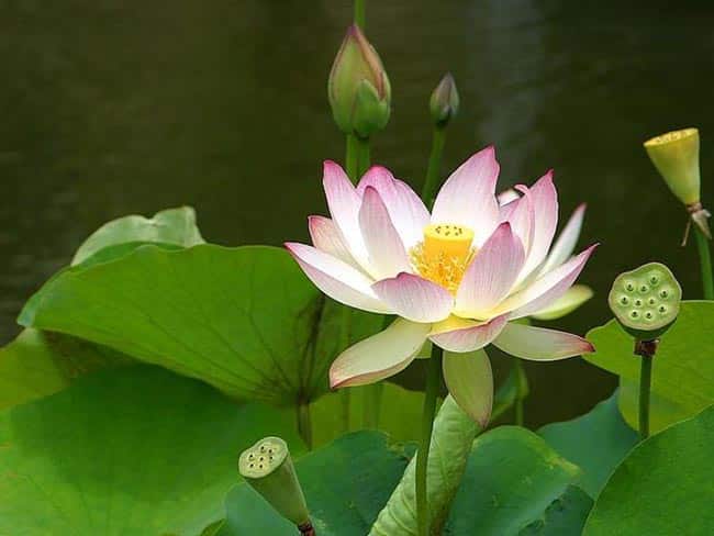 Flor de Lotus 1 Flor de Lotus 1