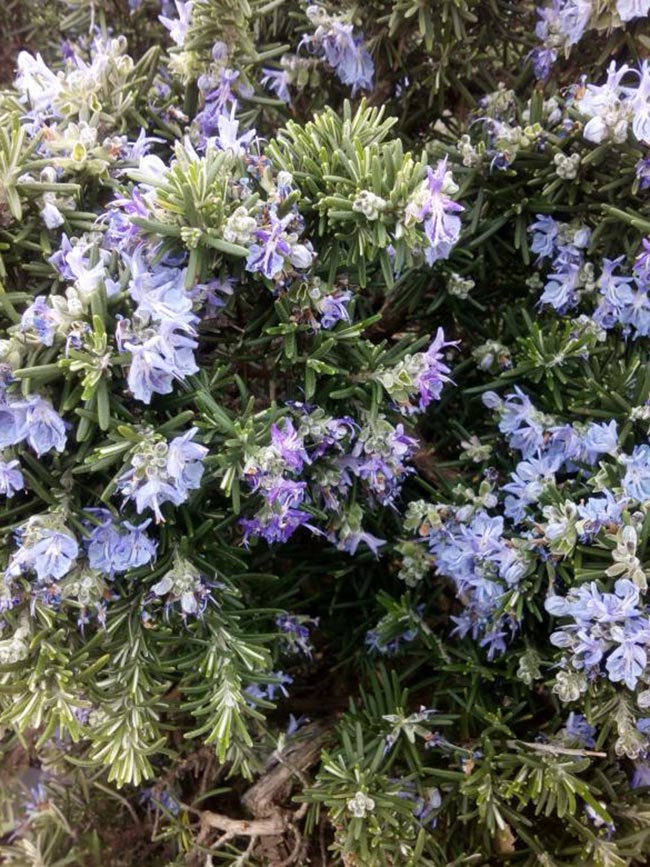 Imagens de flores violeta Imagens de flores violeta