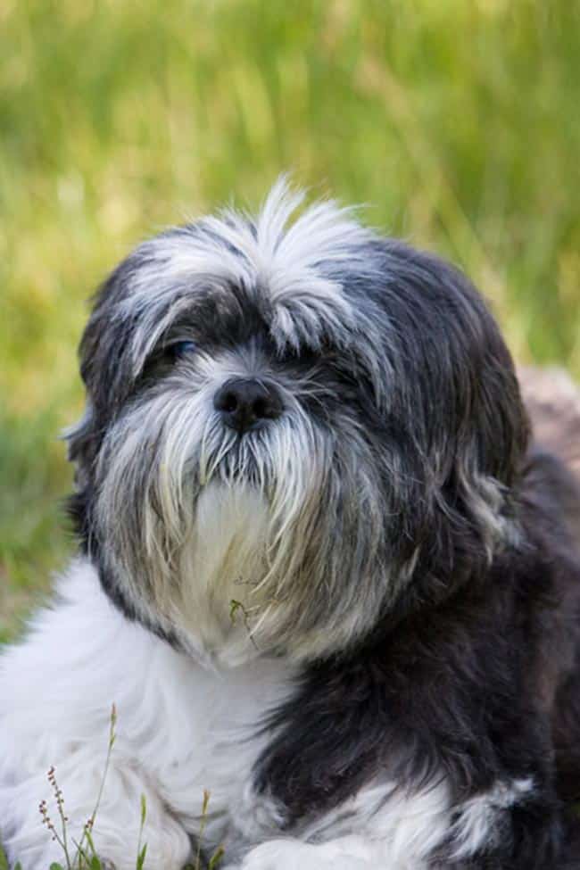 Nomes para Shih Tzu Nomes para Shih Tzu