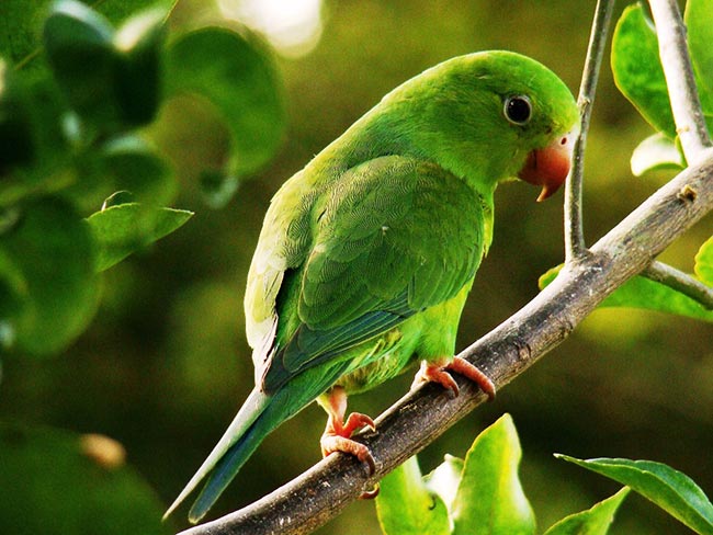 Periquitos verde 2 Periquitos verde 2