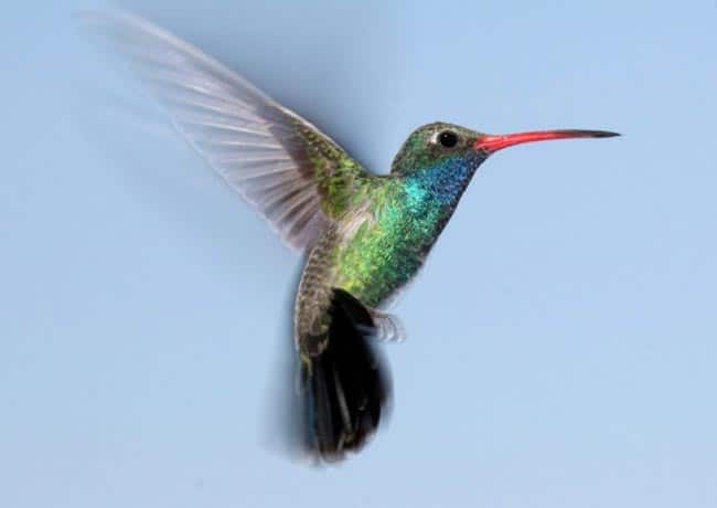 Qual e o Significado da Visita de um Beija Flor 1 Qual e o Significado da Visita de um Beija Flor 1