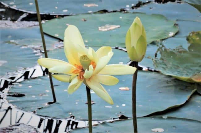 Significados de Flor de Lotus Significados de Flor de Lotus