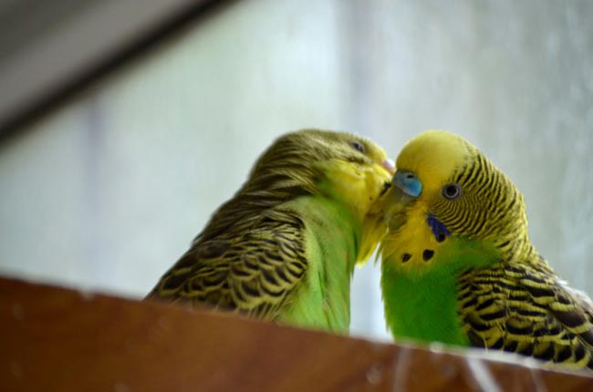 amarelo amarelo