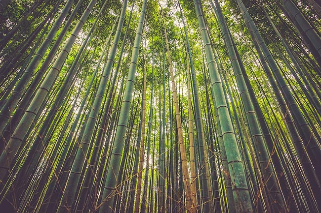 cuidados com bambu ornamental cuidados com bambu ornamental