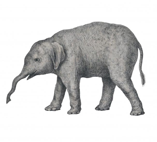 elefante grande elefante grande