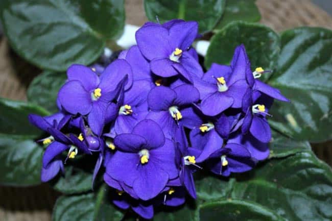 especies de flores violeta especies de flores violeta