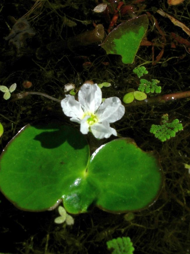 flor de lotus flor de lotus