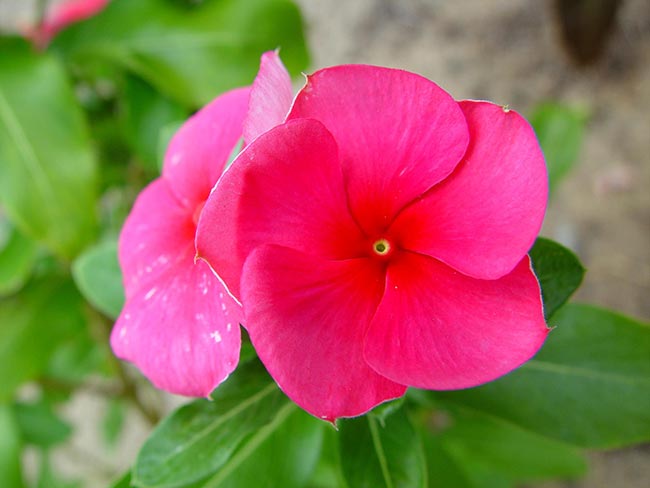 flor rosa claro 1 2