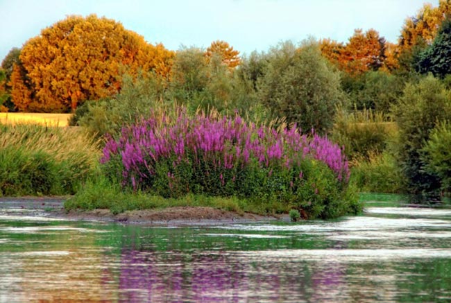 flores aquaticas flores aquaticas