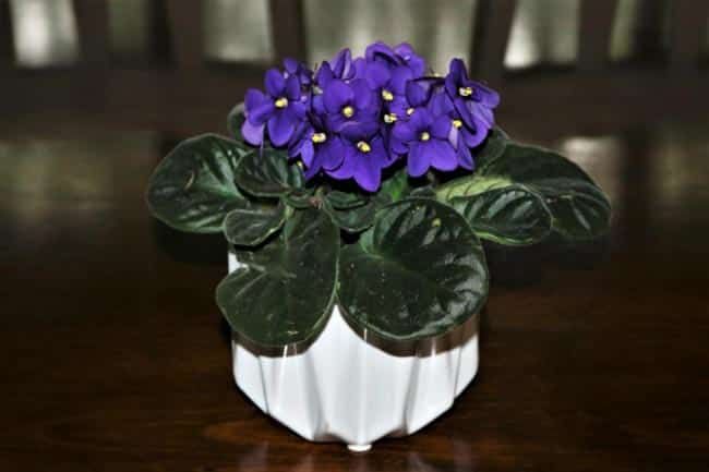 flores violeta flores violeta