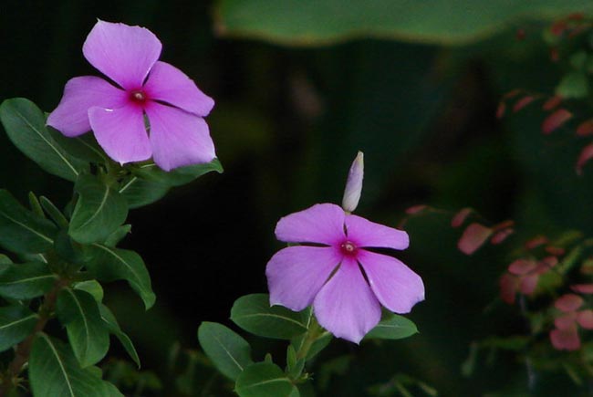flores violeta flores violeta