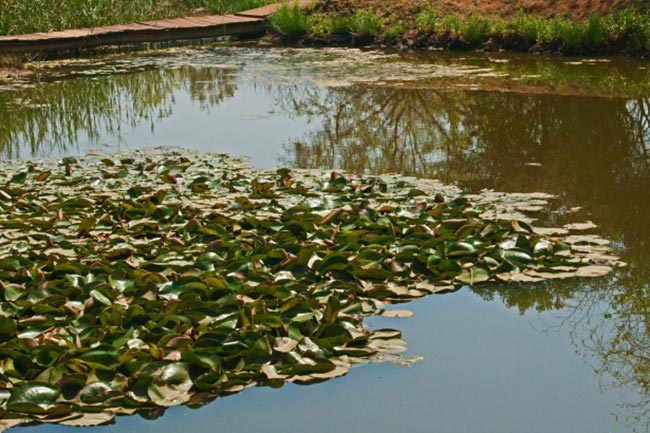 folhas na agua folhas na agua